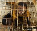 Προσπαθούν να πιάσουν την αδέσποτη μαϊμού που περιφέρεται στις Καλυθιές Ρόδου